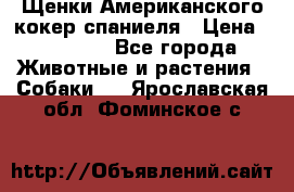 Щенки Американского кокер спаниеля › Цена ­ 15 000 - Все города Животные и растения » Собаки   . Ярославская обл.,Фоминское с.